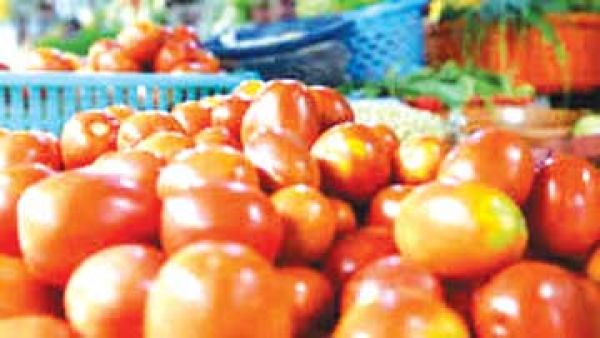 छत्तीसगढ़ की धड़कन और हलचल पर दैनिक कॉलम : राजपथ-जनपथ : टमाटर के अच्छे दिन...