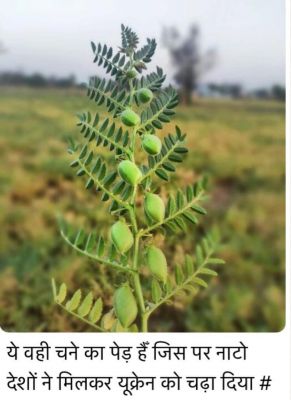 सोशल मीडिया