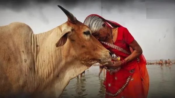 छत्तीसगढ़ की धड़कन और हलचल पर दैनिक कॉलम : राजपथ-जनपथ : गौमाता को गले लगाओ...