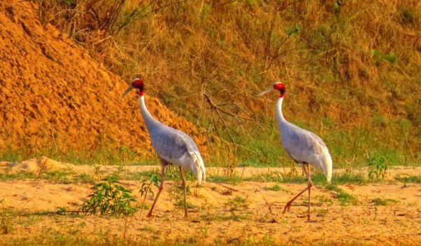 राजपथ-जनपथ : सारस की एक और प्रेम कथा