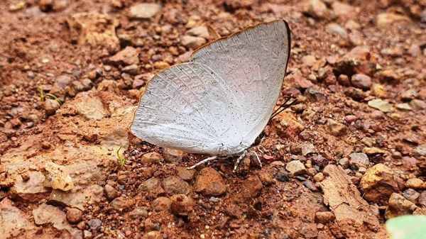 राजपथ-जनपथ : चांदी के पंखों वाली तितली...