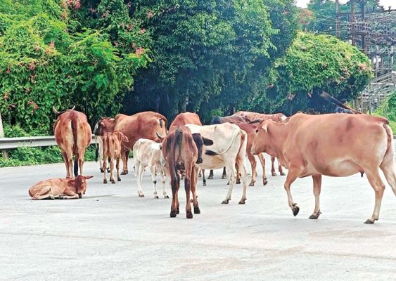 राजपथ-जनपथ : ये कब तक जान बचा पाएंगीं?