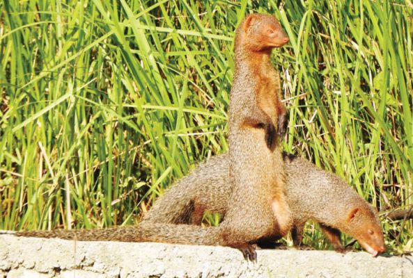 राजपथ-जनपथ : धूप में नेवलों की कसरत