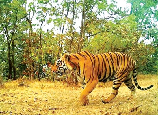 राजपथ-जनपथ : ठिकाना बनाएगा या यह बाघ भी भटकेगा?