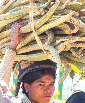 राजपथ-जनपथ : आदिम अवस्था में बैगा समुदाय