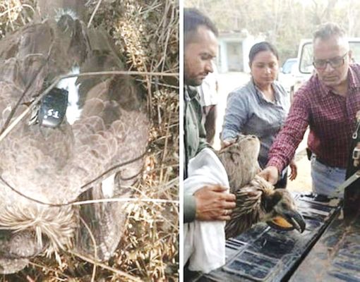 राजपथ-जनपथ : घायल गिद्ध की लंबी उड़ान, तकनीक से बची जान