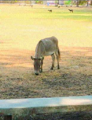 राजपथ-जनपथ : एक अकेले गधे का आकर्षण