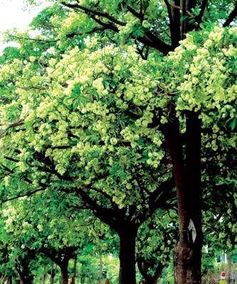 राजपथ-जनपथ : हरियाली का शॉर्टकट, सेहत पर संकट