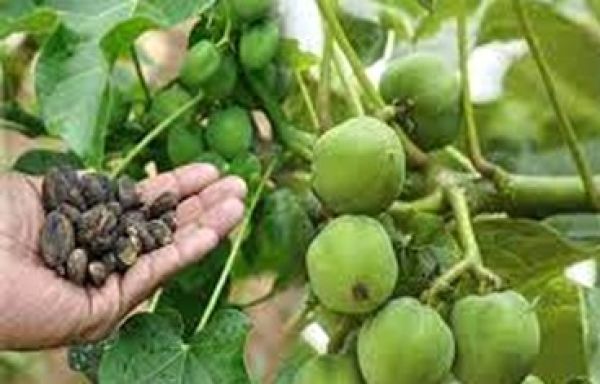 राजपथ-जनपथ : काश! अपनी बाड़ी से डीजल उगा लेते