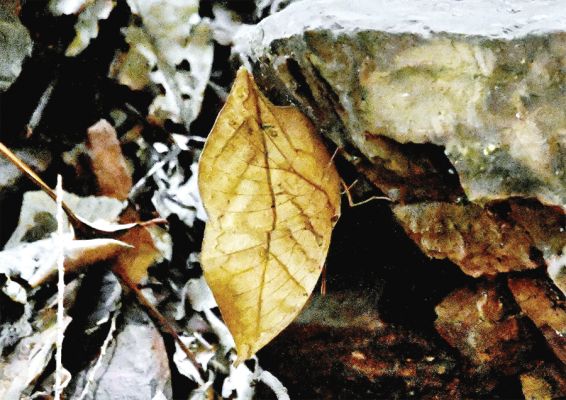 राजपथ-जनपथ : प्रकृति हमें पुकार रही है, आइये इसे सुनें..