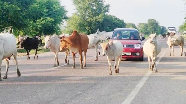 राजपथ-जनपथ : शिक्षक हर जिम्मेदारी उठाने में सक्षम!