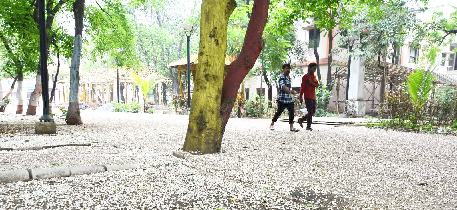 रायपुर कलेक्टर परिसर में ओले नहीं फूलों  की चादर बिछी है।