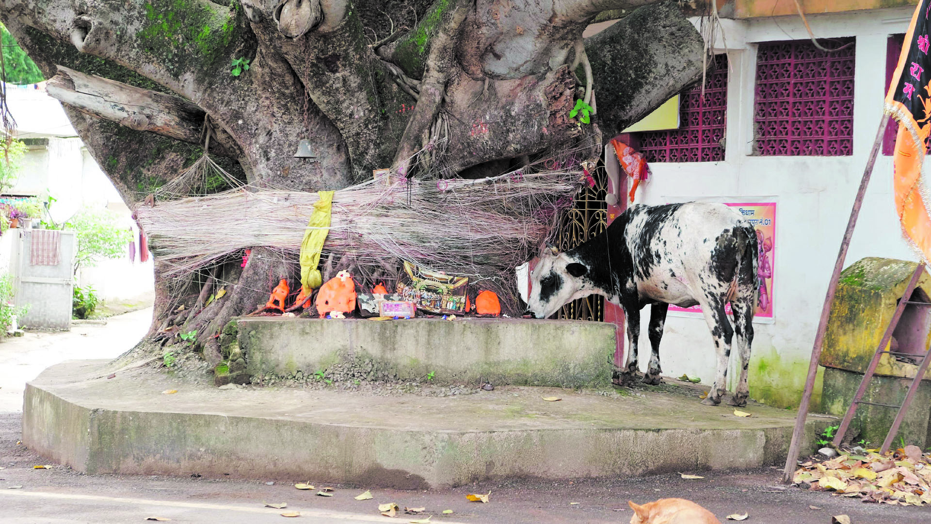 जगदलपुर के धरमपुरा-1 के दलपत सागर स्थित भक्तिधाम मंदिर के पास बरगद के विशाल पेड़ के चारों रखे ओर पत्थरों से बने भगवान की मूर्ति की लोग पूजा अर्चना करते हैं, वहीं यह गाय बहुत देर से इन मूर्तियों के सामने खड़ी रही मानो ईश्वर से कुछ निवेदन कर रही हो। सावन के इस पवित्र समय में यह देख लोगों के मन में आस्था और भी बढ़ जाता है। तस्वीर / ‘छत्तीसगढ़’/ विमल मिंज