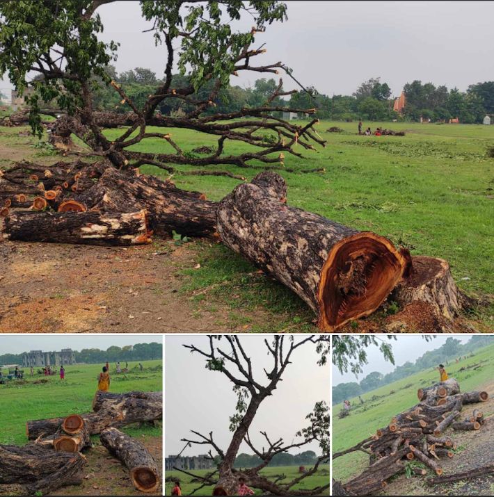 ये तस्वीरें बिहार के मगध विवि के एक छात्र ने भेजी है। उनका कहना है कि विवि प्रशासन ने अपने परिसर के कई पेड़ सिर्फ इसलिए कटवा डाले हैं, क्योंकि पीएम मोदी की 22 अगस्त को वहां जनसभा होनी है। भाजपा का कहना है कि पीएम मोदी यहां से मगध और गया को कई तोहफे देंगे। मगर इन तोहफों की कीमत क्या पर्यावरण के संहार पर होगी, कई सरकार और राजनीतिक दल इस बारे में सोचते हैं? (फोटो-जानकारी-टिप्पणी बिहार के एक प्रमुख पत्रकार पुष्य मित्र ने फेसबुक पर पोस्ट की है।)