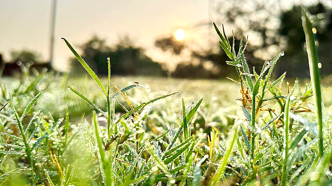 सर्दियों के आगमन का संदेश दे रहीं ओस की बूंदें
