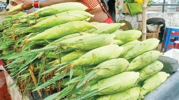 मानसून की पहली अच्छी