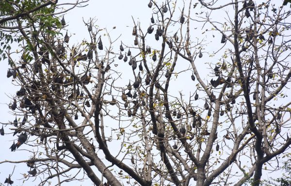 पेड़ों पर पत्ते नहीं...