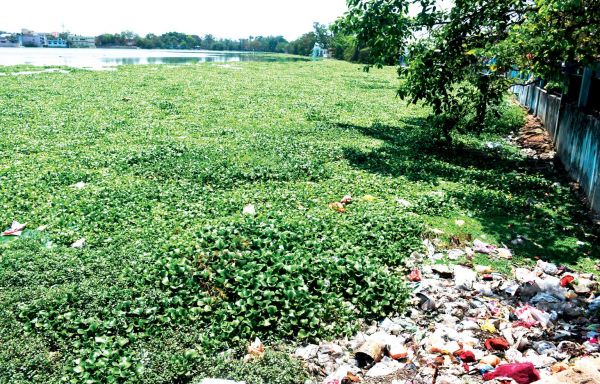 लाखों की जलकुंभी का जाल