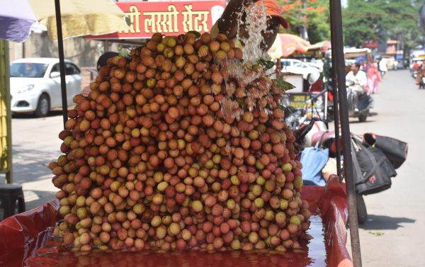 8 मई के बाद पडऩे वाली गर्मी से गला तर करने बंगाल से लिची पहुंच चुकी है। हालांकि अभी महंगी है, 220 रुपये किलो। आने वाले दिनों में मांग बढऩे, सप्लाई बढऩे पर कीमतों में कमी भी आएगी।  तस्वीर / ‘छत्तीसगढ़’