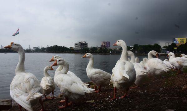 यह तेलीबांधा तालाब की तस्वीर है । दस दिनों बाद हो रही बारिश से पानी के तापमान में हुए परिवर्तन की वजह से हंस बाहर निकल सुस्ता रहे। तस्वीर / ‘छत्तीसगढ़’