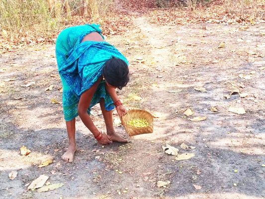 महुआ बीनने का काम जोर-शोर से