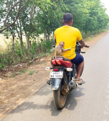 माँ के पेट से चिपकने का तजुर्बा यहाँ भी बड़ा काम आता है। जगदलपुर से विमल मिंज / ‘छत्तीसगढ़’