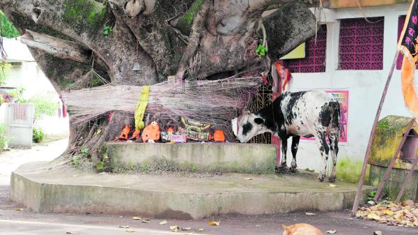 जगदलपुर के धरमपुरा-1 के दलपत सागर स्थित भक्तिधाम मंदिर के पास बरगद के विशाल पेड़ के चारों रखे ओर पत्थरों से बने भगवान की मूर्ति की लोग पूजा अर्चना करते हैं, वहीं यह गाय बहुत देर से इन मूर्तियों के सामने खड़ी रही मानो ईश्वर से कुछ निवेदन कर रही हो। सावन के इस पवित्र समय में यह देख लोगों के मन में आस्था और भी बढ़ जाता है। तस्वीर / ‘छत्तीसगढ़’/ विमल मिंज
