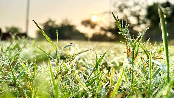 सर्दियों के आगमन का संदेश दे रहीं ओस की बूंदें