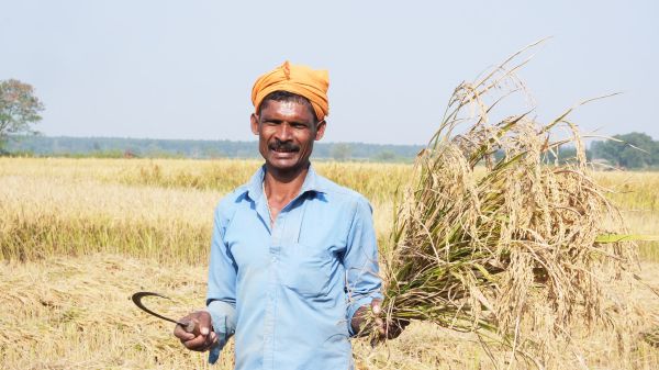 धान की अच्छी पैदावार से खिले चेहरे