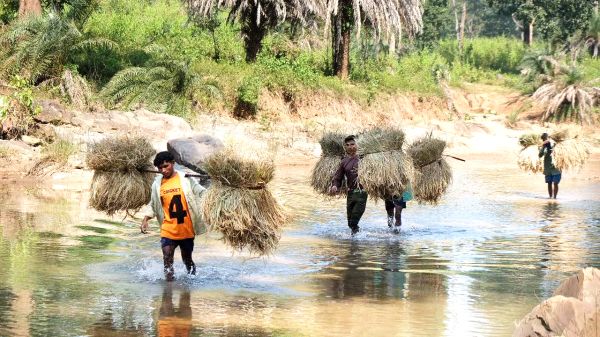 जगदलपुर से 48 किलोमीटर दूर झीरम घाटी के आगे बसे गांव डोरापारा के किसान खेतों से धान की फसल को ढोकर अपने मचान की ओर ला रहे हैं। किसानों के खेत और गांव के बीच झीरम नदी पड़ता है, और नदी के उस पार उनके खेत हैं। किसान बताते  हैं कि फसल पूरी तरह पक गया है, और सुबह से ही अपने काम में लग जाते हैं। तस्वीर / ‘छत्तीसगढ़’/ विमल मिंज