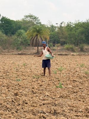 बस्तर में पिछले कुछ दिनों से आई बारिश से किसानों को राहत मिली, जिससे किसानों ने अपने खेतों में धान बुवाई का काम शुरू कर दिया। यह तस्वीर  चित्रकोट जाने वाले मार्ग पर करंजी गाँव की है। तस्वीर / ‘छत्तीसगढ़’ / विमल मिंज