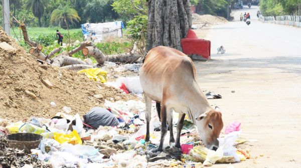 विश्व पर्यावरण दिवस पर हकीकत दर्शाती यह तस्वीर 